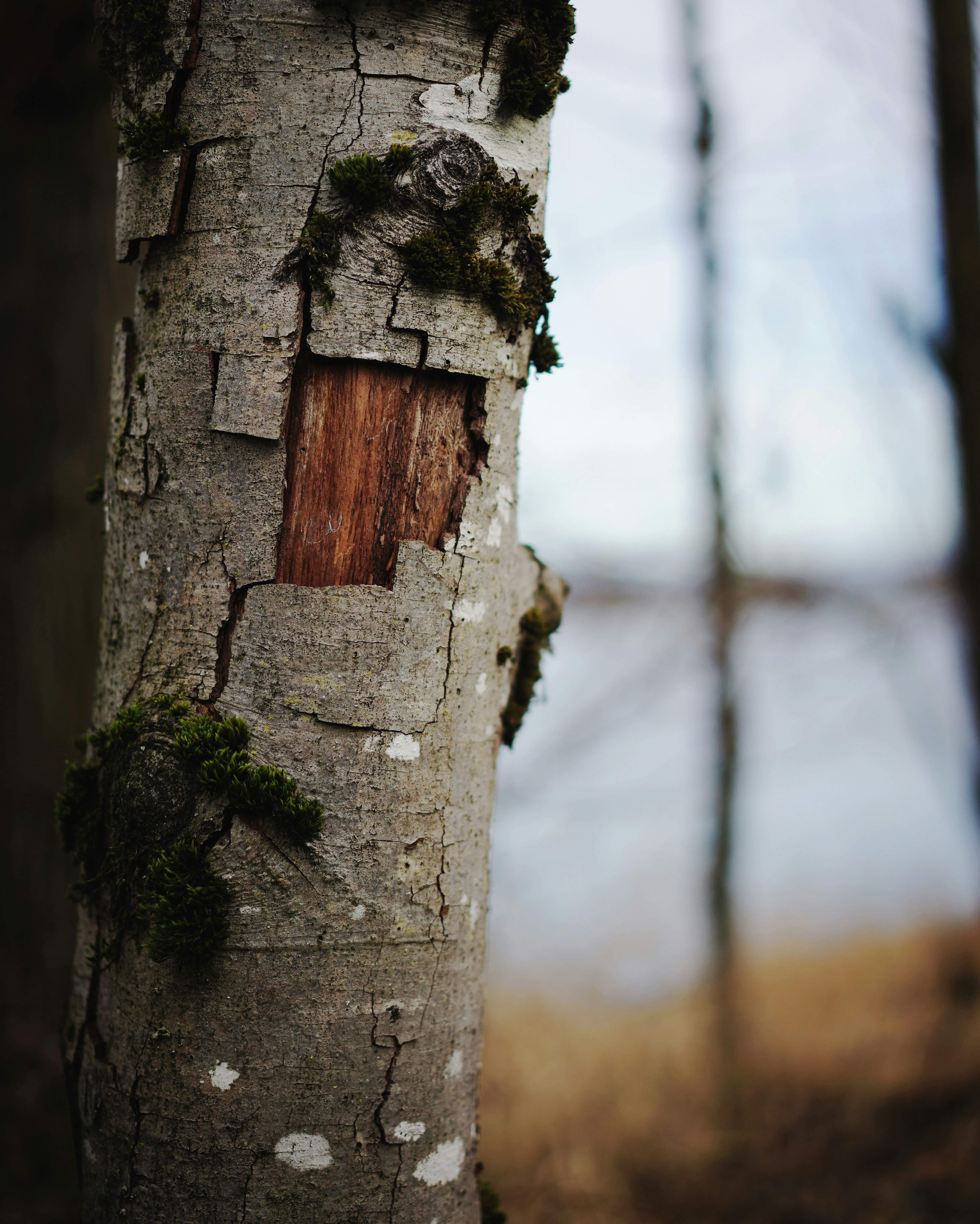 tree near trees during day